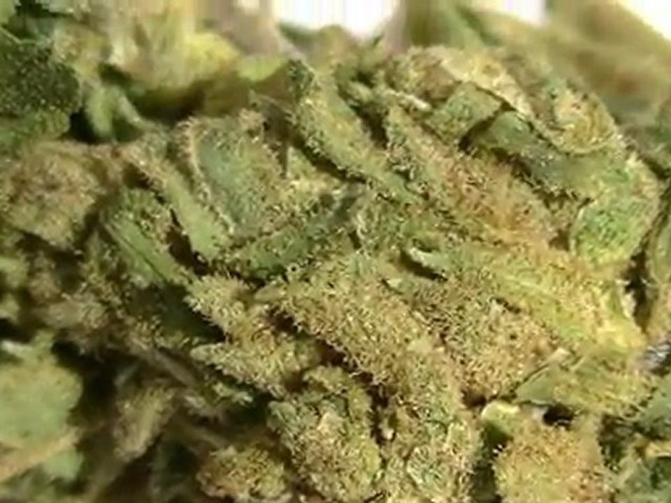 Jamaica 2012 5 Kinds Of Jamaican Weed