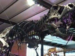 Mini Film d'Animation Dinosaures tourné avec un iPhone 4 à Bruxelles 🦖