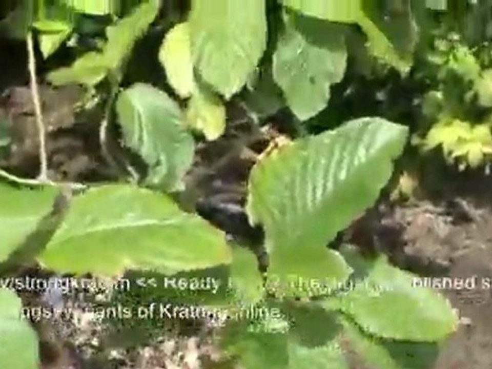 2 Year Old Strain Rifat Kratom Tree Outside_(new)Kratom Effects Kratom Tea Kratom Tincture