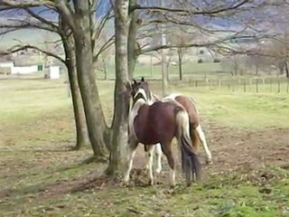 storm et tanka encore et toujours !!! 28 01 2012 (7)