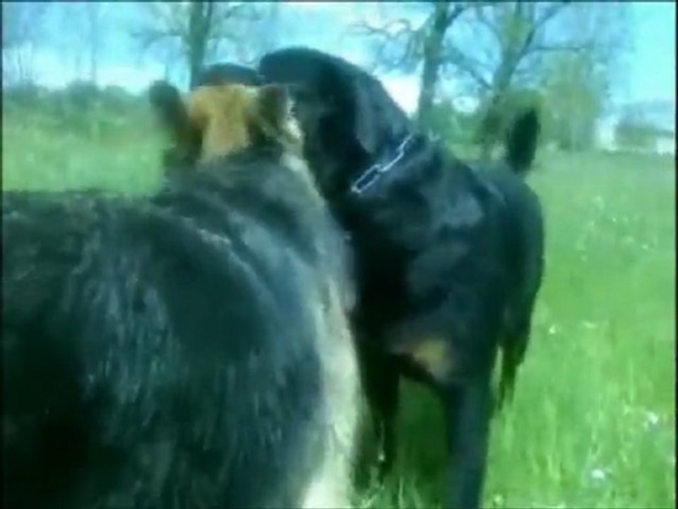 Mon ninou, l'Origine de l'Association !!