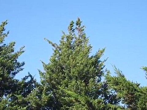 Ah si mon merle savait chanter ! Chante mon merle, chante...