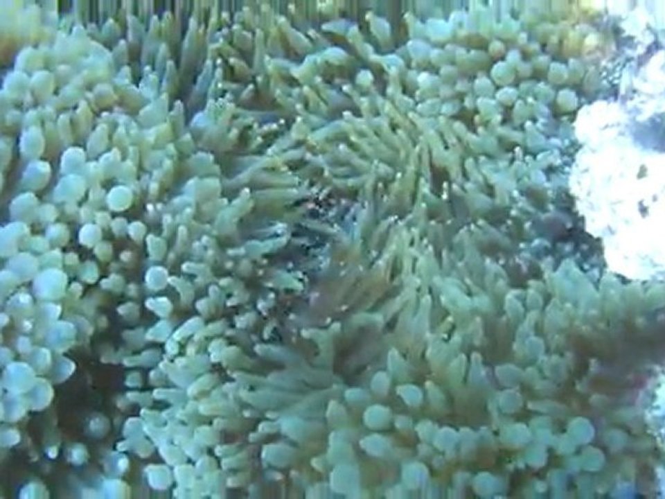 poisson clown