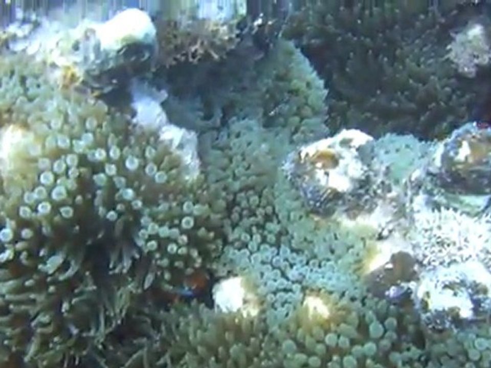 poisson clown2