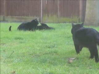 Jet n Midnight 27 ‎January ‎2012 ‏‎12 32hrs