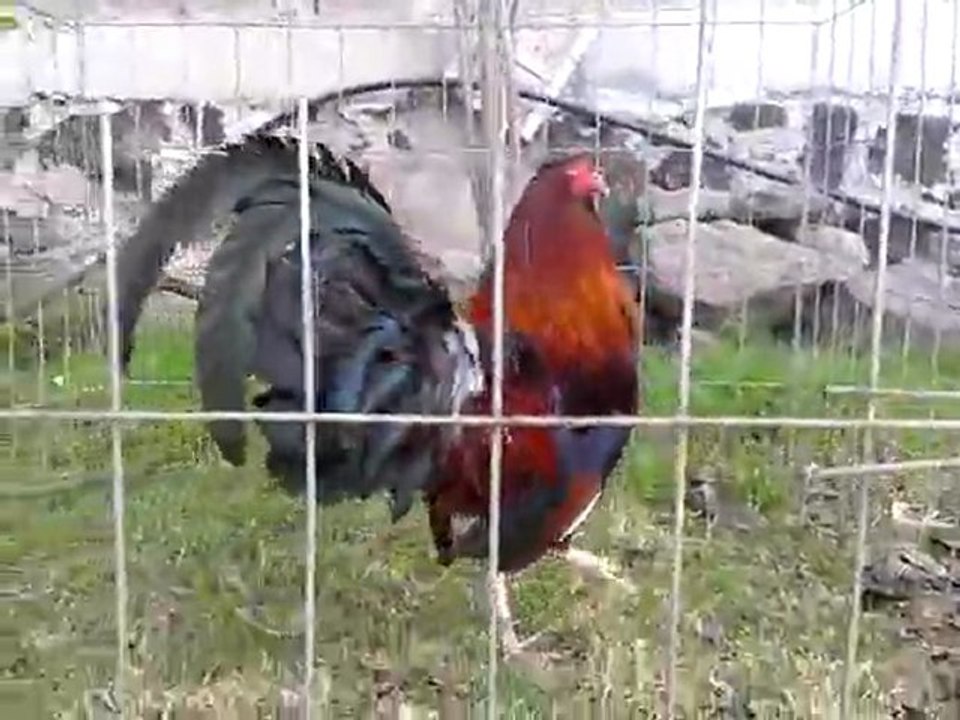 EL SICOMORO