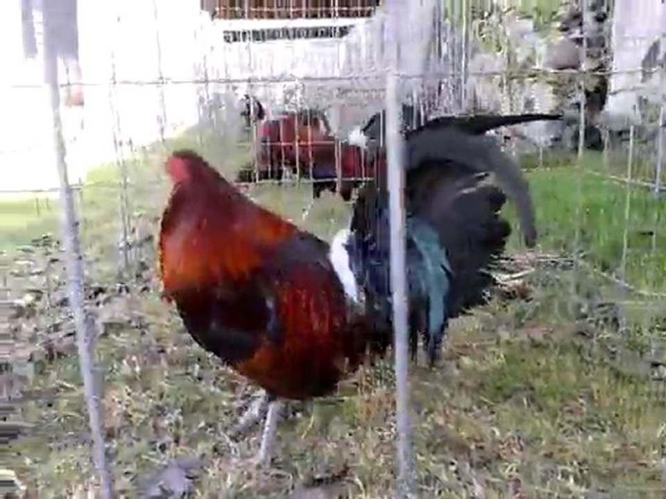 EL SICOMORO
