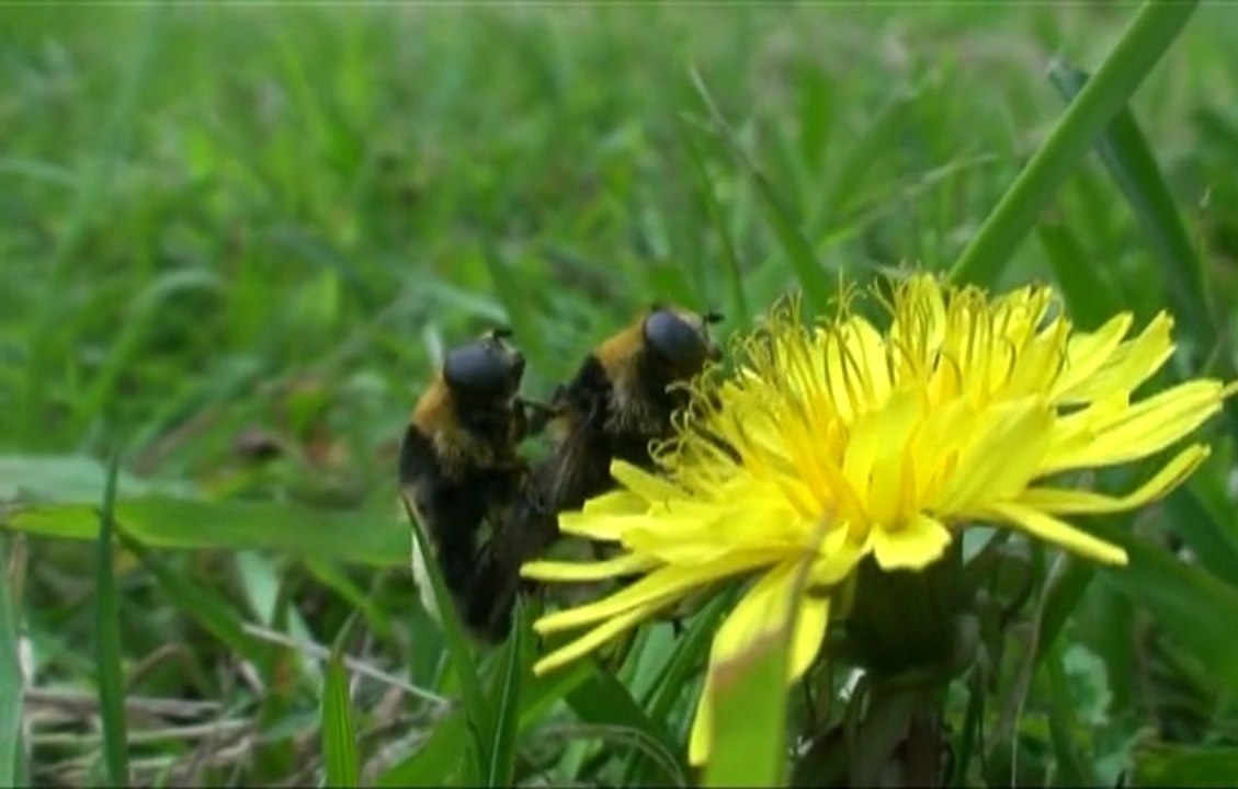 La vie torride des abeilles à l'ouest