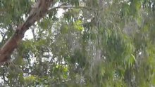 Cri du corbeau d'Australie