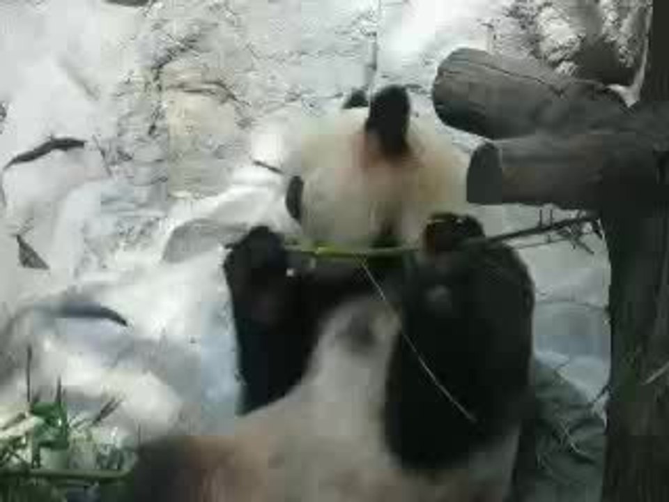 panda 1