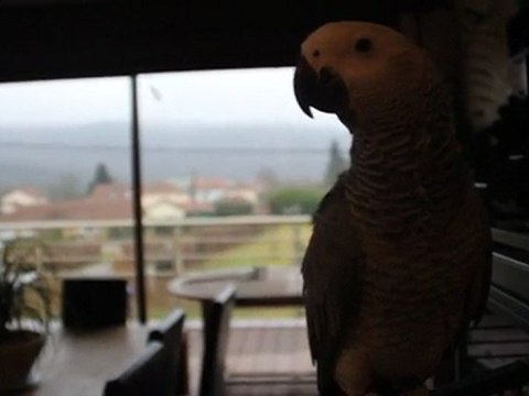 4 mois cachou, gris du gabon, perroquet