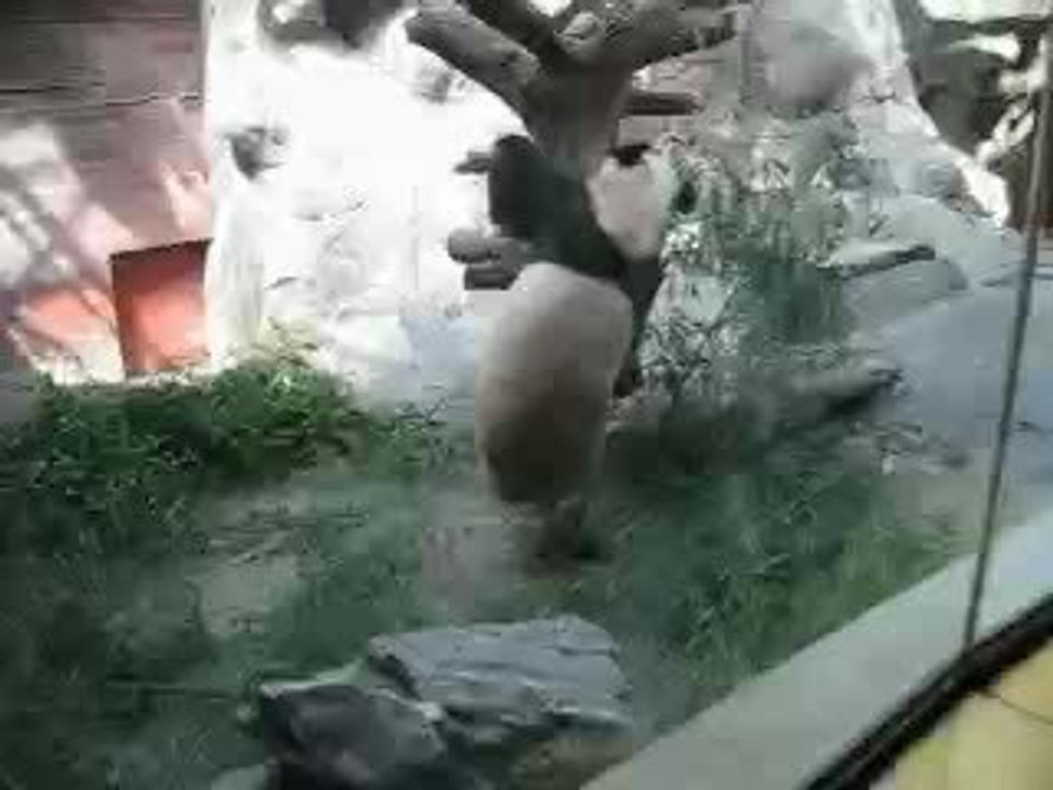 panda 3