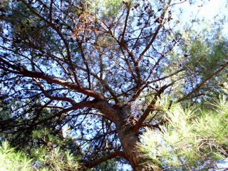 pırıl pırıl bir İzmir günü 28.01.2012