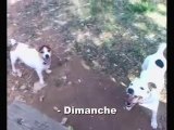 Rencontre Jack Russell à Nîmes !