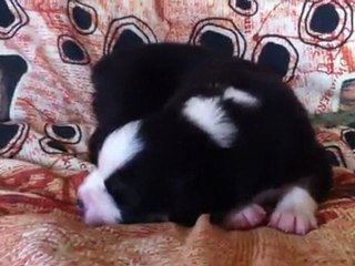 Heart des dragons de forêt d'othe