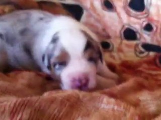 Himalaya des dragons de forêt d'othe