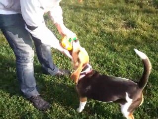 Guimauve le 29.01.2012