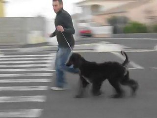 great licorice de hillsbury 11 mois 1/2  video 1