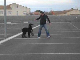 great licorice de hillsbury 11 mois 1/2  video 2