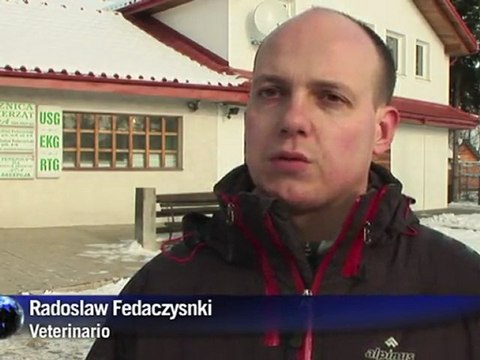 Hospital para linces polacos