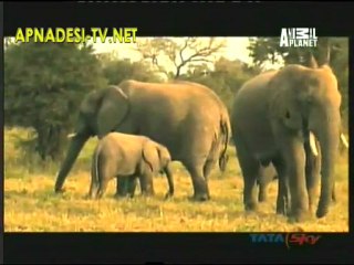 Master Of The Jungle - 29th Jan 2012 - Part1