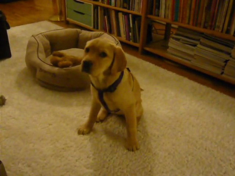 GAILLAC NE VEUT PAS SORTIR !!!