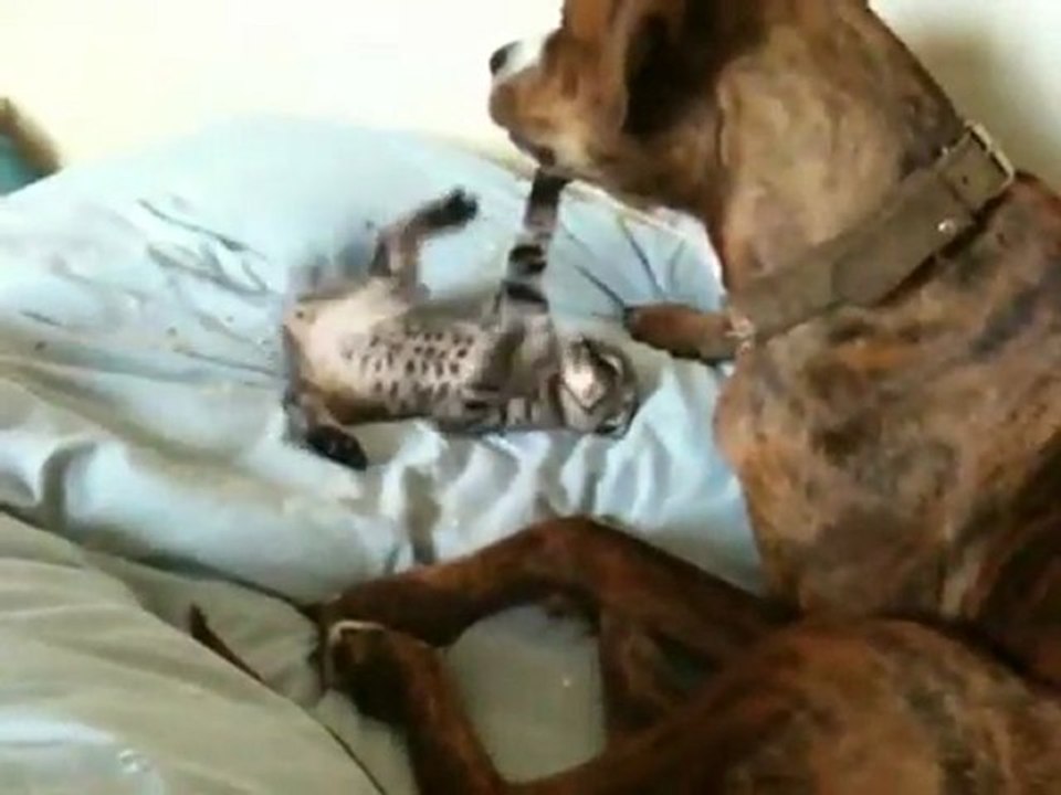 Dinga et Fangio BB