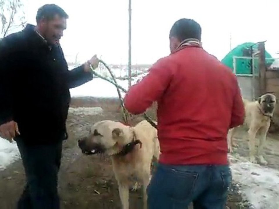 Video0049