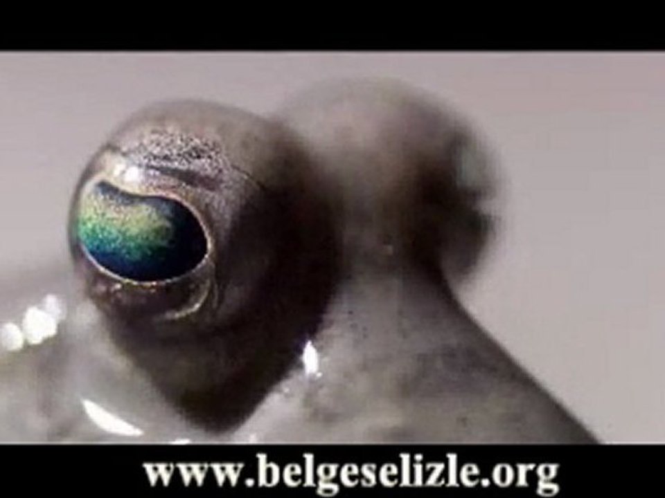 Çamur Zıpzıpları www.belgeselizle.org