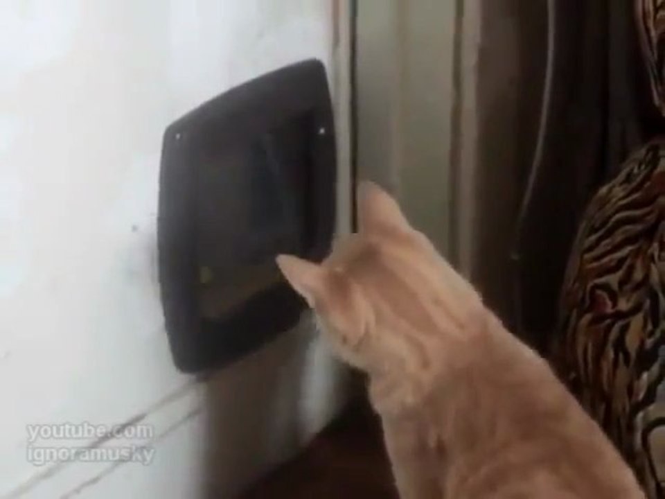 Chat Vs. Chatière
