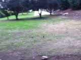 A pair of crows walking on the grass and looking for food