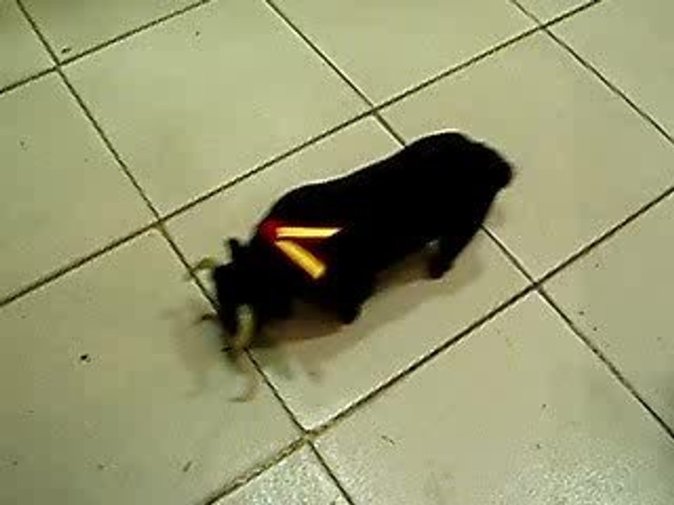 Olé!
