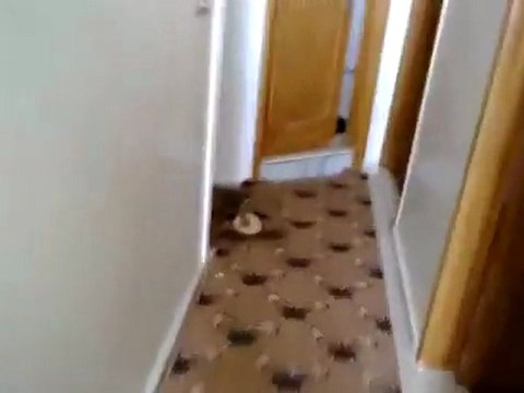 فري برس حماة كلاب الاسد تنهب البيوت في الحميدية 29 1 2012