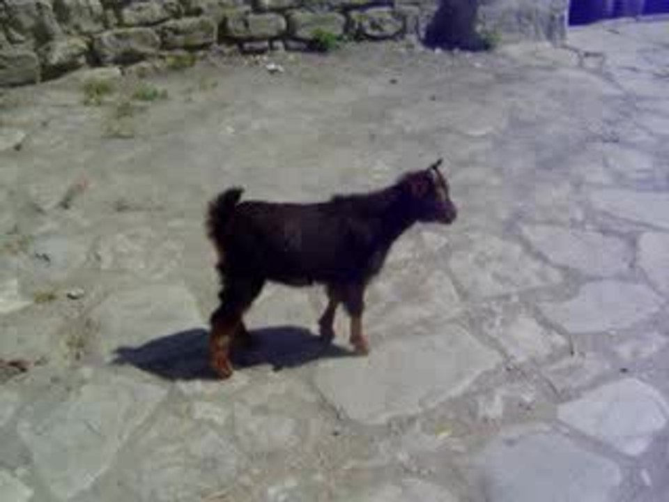 Beh, beh, beh....!!!!!