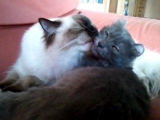 Ragdoll et American Curl : Giulia toilette Graine d'Amour