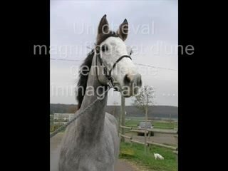 Montage de Filou et ma soeur