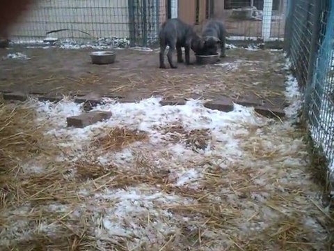 chiots cane corso 2 mois