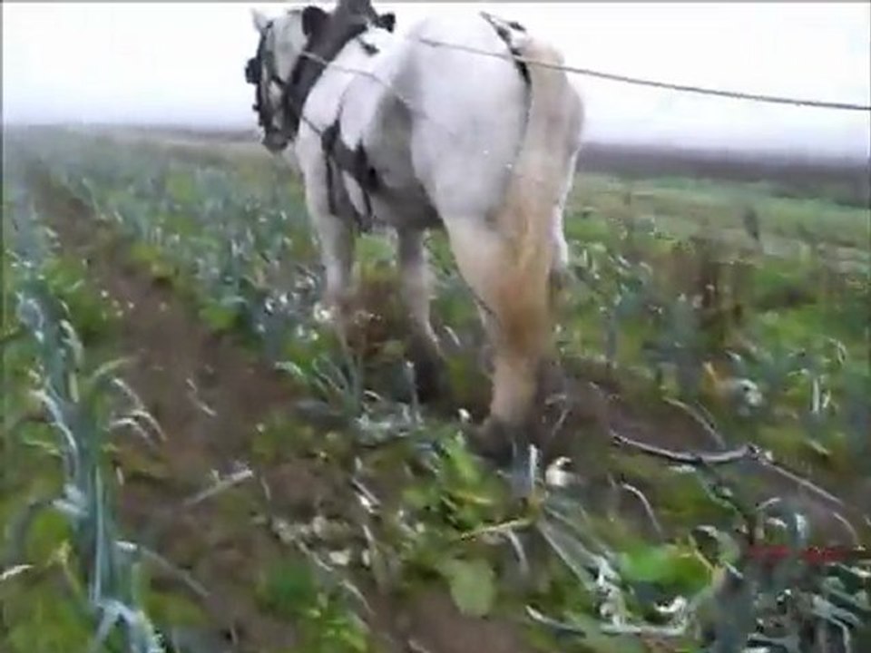 Traction animale en maraichage video stage novembre 2011