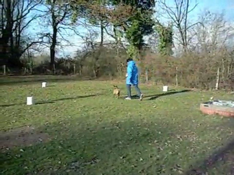 entrainement des chiots le samedi AM au bois du Breuil