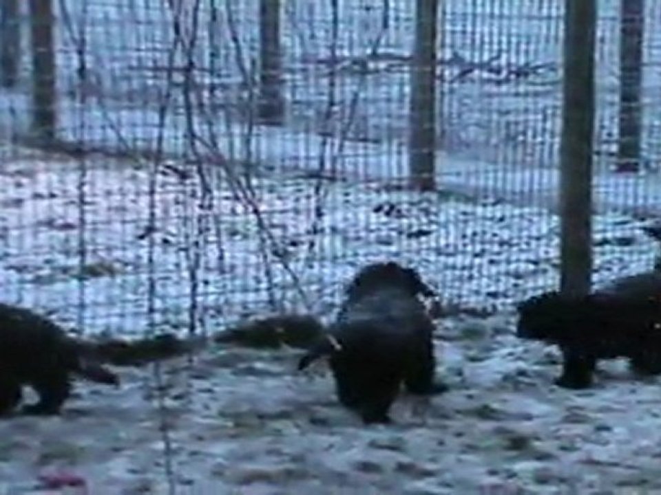 Bébés dans la neige