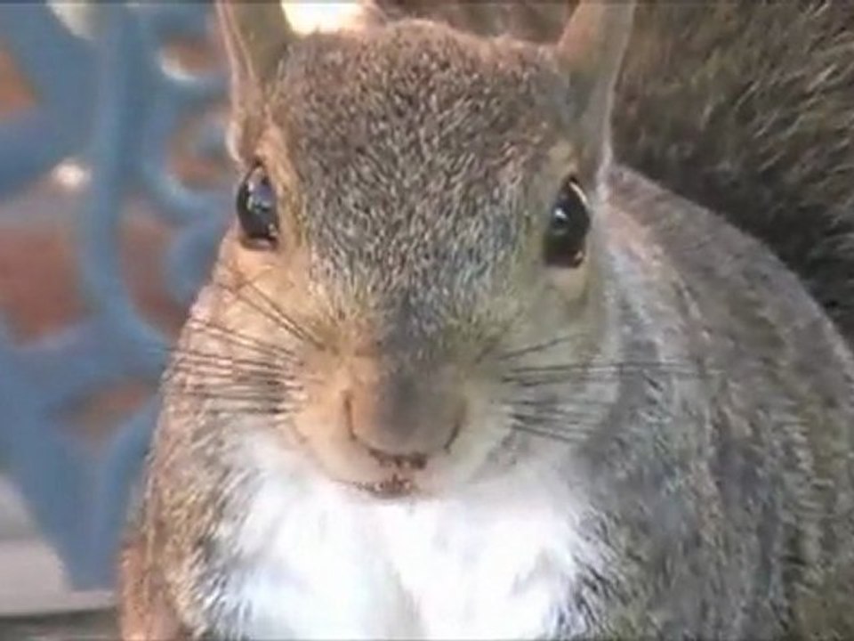 Feelin' Good with Nick the Nut
