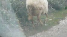 moutons sur syros en grèce
