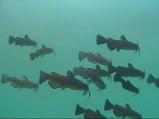 Petits poissons chats