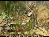 Oiseaux Du Maroc ( Lettre A):