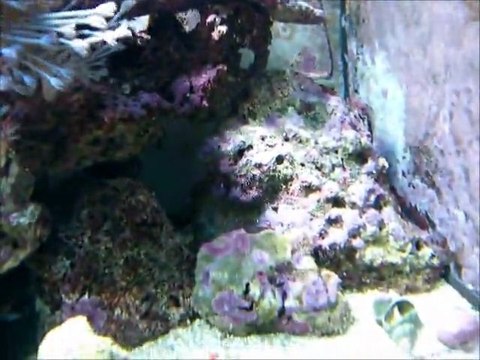 mon petit morceau de recif