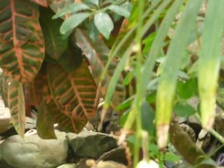 CRUISE (VIKTORIA)-2010 004