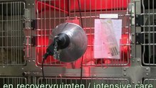 Dierenarts Hornstra Arnhem - Algemeen