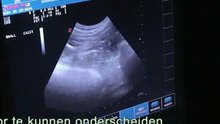 Dierenarts Hornstra Arnhem - Echo