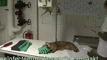 Dierenarts Hornstra Arnhem - Gebit
