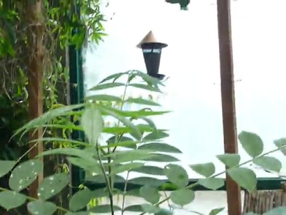 CRUISE (VIKTORIA)-2010 008